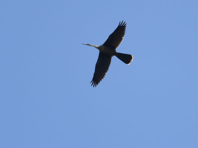 アメリカヘビウ, Anhinga anhinga