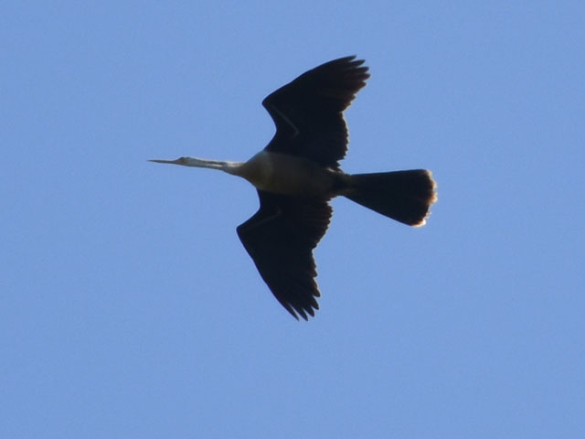 アメリカヘビウ, Anhinga anhinga