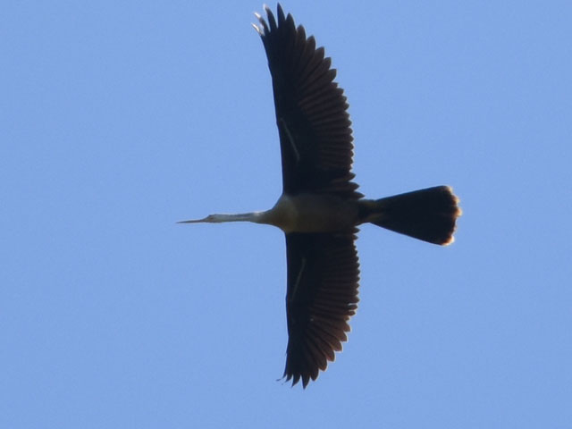 アメリカヘビウ, Anhinga anhinga
