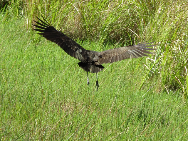 �c�����h�L, Aramus guarauna