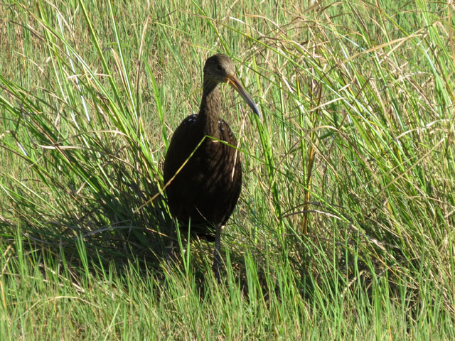 �c�����h�L, Aramus guarauna