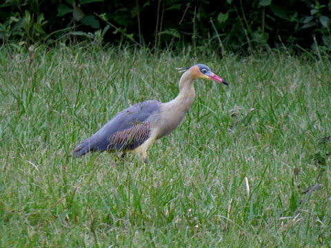 フエフキサギ, Syrigma sibilatrix