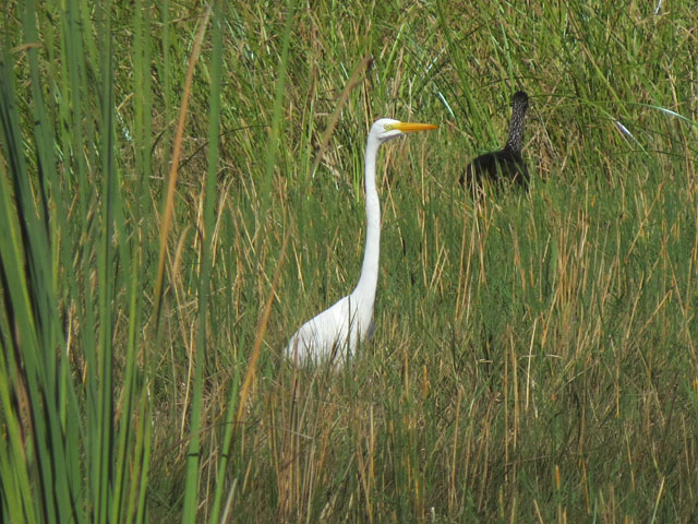 �_�C�T�M, Ardea alba