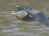 ササゴイ (Striated heron)