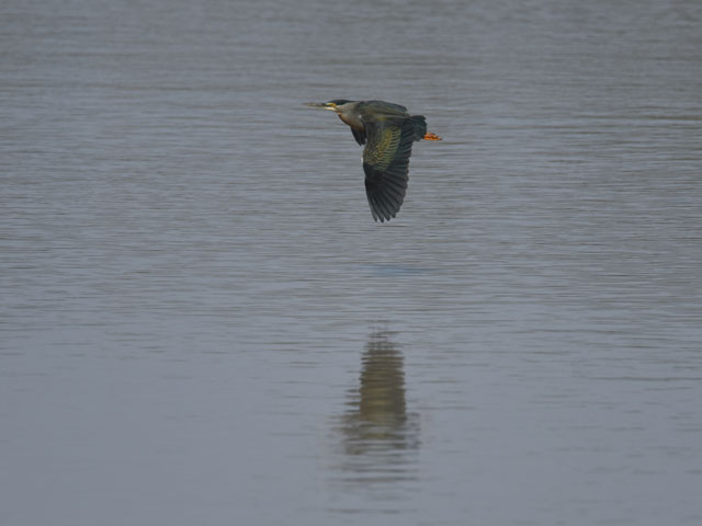 �T�T�S�C (Striated heron)