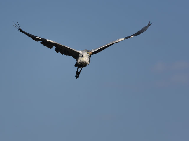 ナンベイアオサギ (Ardea pacifica)