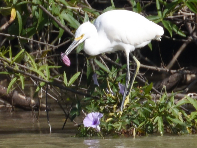 ���L�R�T�M (Egretta thula)