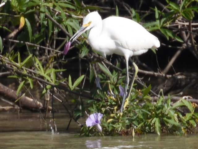 ���L�R�T�M (Egretta thula)
