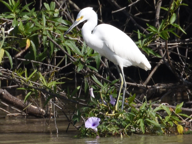 ���L�R�T�M (Egretta thula)