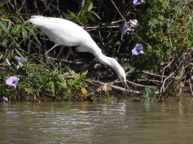 ���L�R�T�M (Egretta thula)