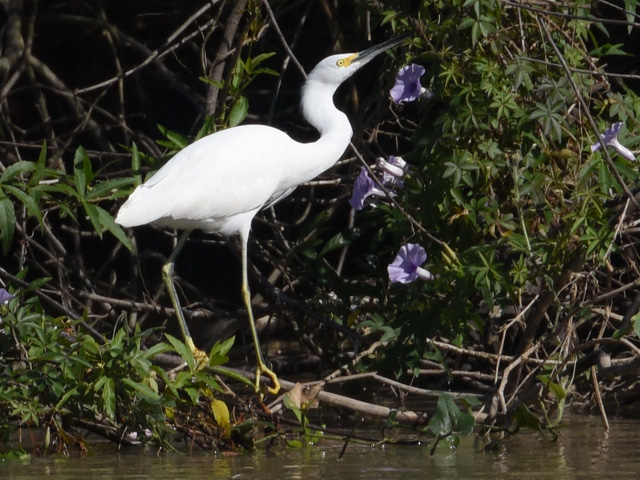 ���L�R�T�M (Egretta thula)
