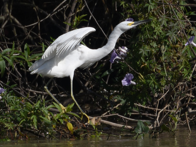 ���L�R�T�M (Egretta thula)