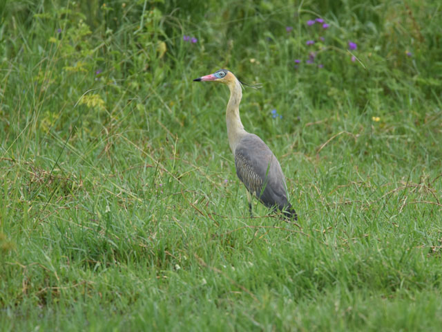 フエフキサギ, Syrigma sibilatrix