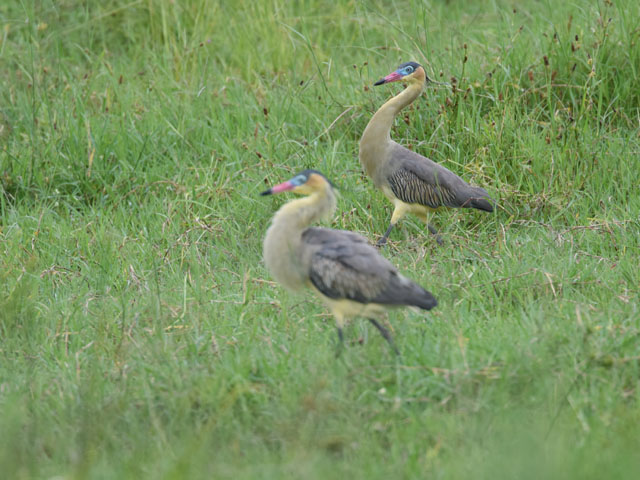 フエフキサギ, Syrigma sibilatrix