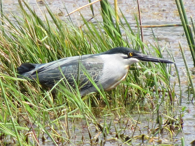 �T�T�S�C, Butorides striata