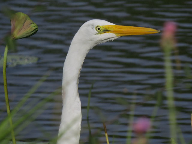 ダイサギ, Ardea alba