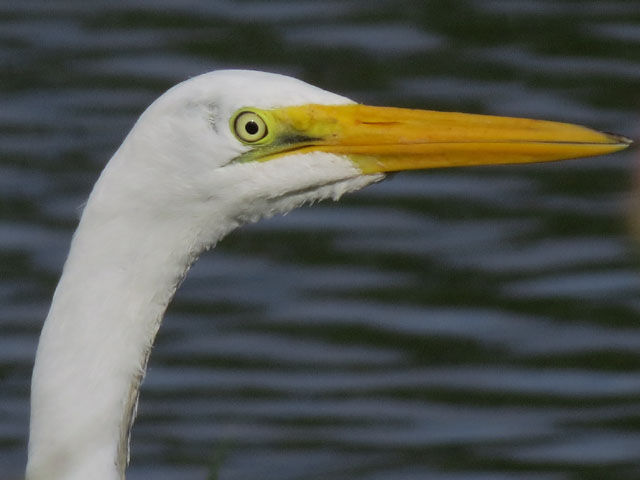 ダイサギ, Ardea alba