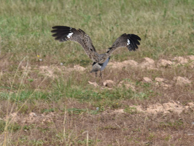 �V���n�����^�J (Chordeiles nacunda)