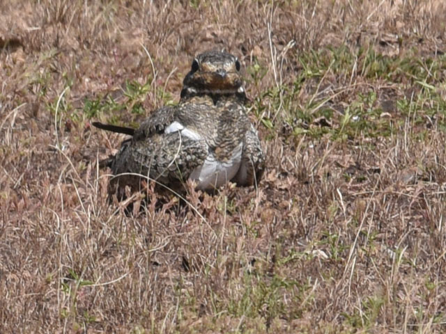 �V���n�����^�J (Chordeiles nacunda)