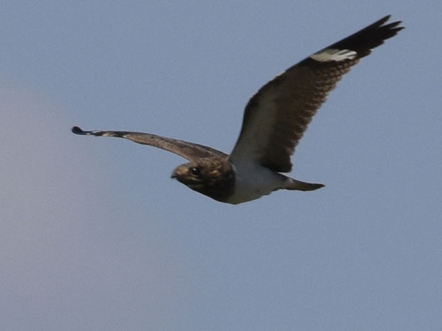 �V���n�����^�J (Chordeiles nacunda)