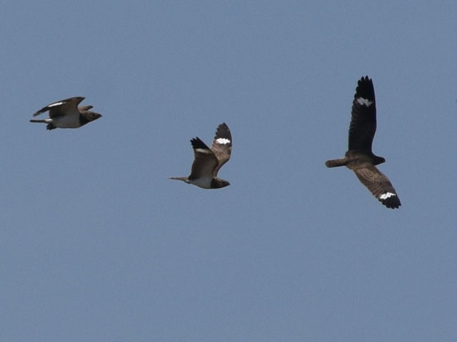 �V���n�����^�J (Chordeiles nacunda)