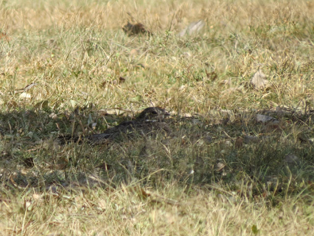 �V���n�����^�J, Chordeiles nacunda