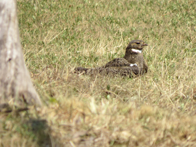 �V���n�����^�J, Chordeiles nacunda