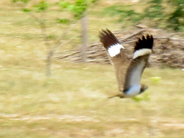 �V���n�����^�J, Chordeiles nacunda