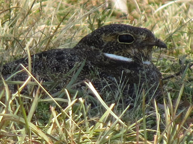 �V���n�����^�J, Chordeiles nacunda