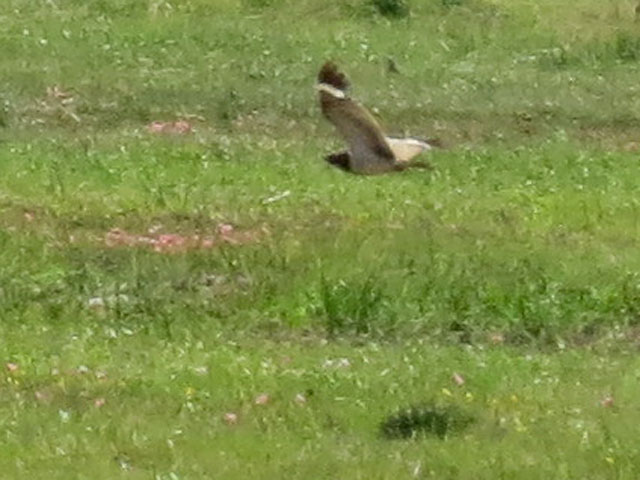 �V���n�����^�J, Chordeiles nacunda