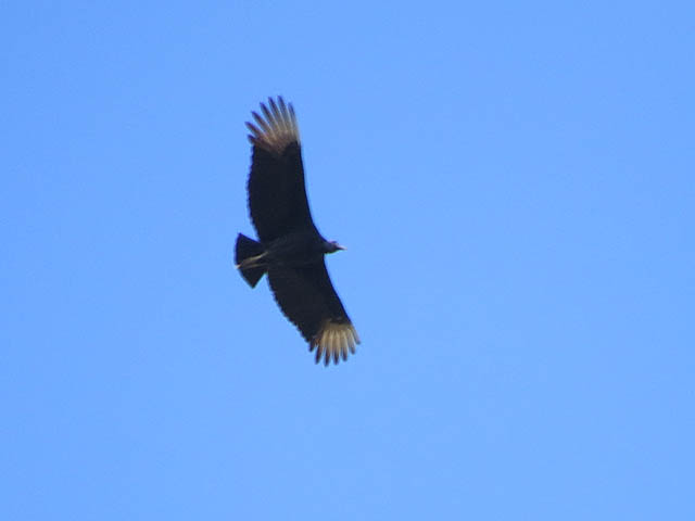 Caracara