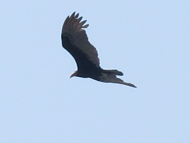 �q���R���h��, Cathartes aura