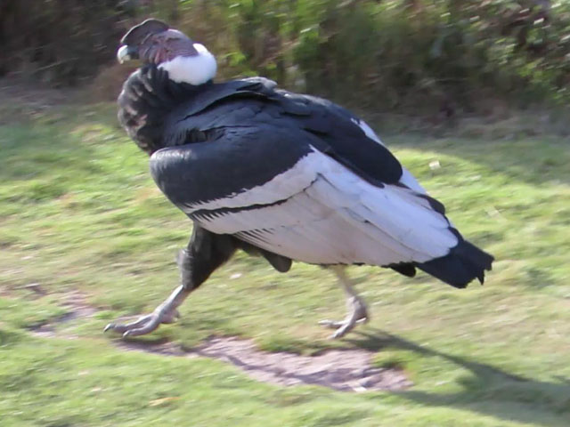 �R���h��, Vultur gryphus