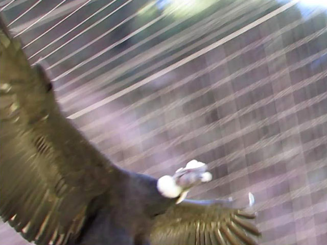 �R���h��, Vultur gryphus