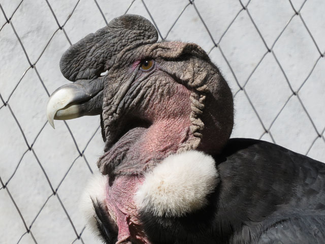 �R���h��, Vultur gryphus