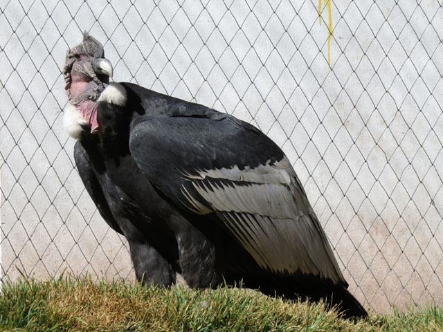 �R���h��, Vultur gryphus