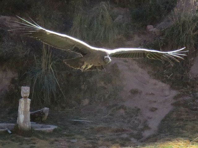 �R���h��, Vultur gryphus