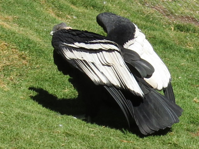 �R���h��, Vultur gryphus