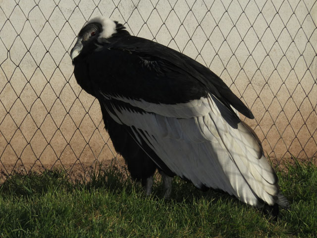 �R���h��, Vultur gryphus