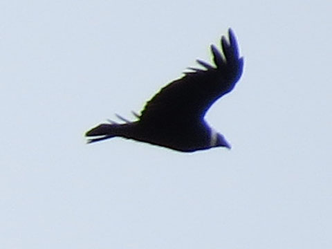 �R���h��, Vultur gryphus