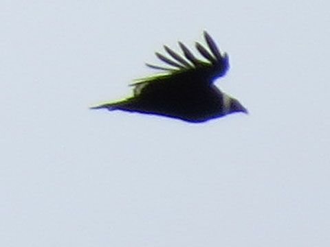 �R���h��, Vultur gryphus