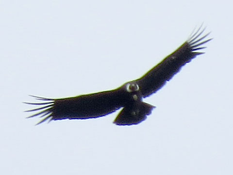 �R���h��, Vultur gryphus