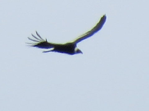 �R���h��, Vultur gryphus