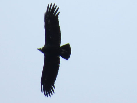 �R���h��, Vultur gryphus