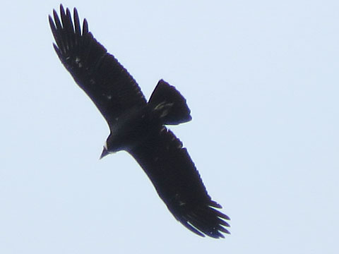 �R���h��, Vultur gryphus