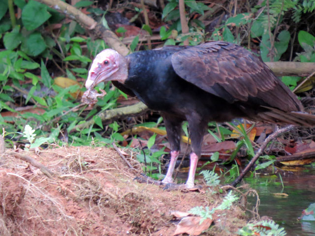 �q���R���h�� (Cathartes aura)