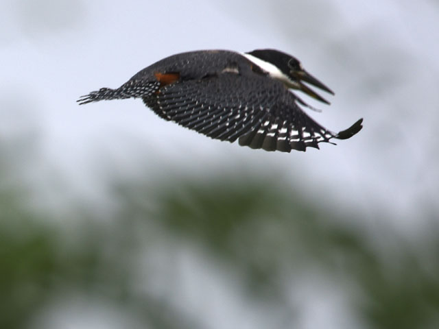 �N�r�����}�Z�~ (Megaceryle torquata)