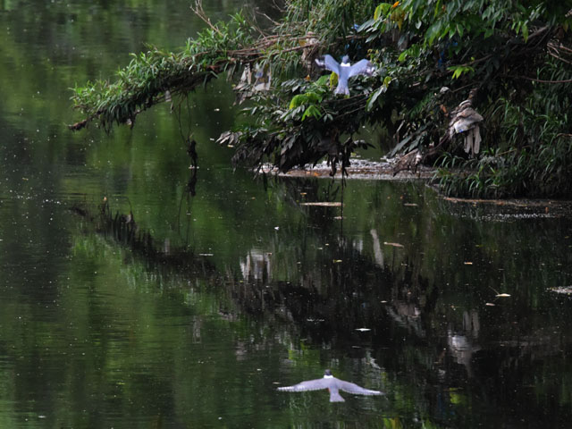 �N�r�����}�Z�~ (Megaceryle torquata)