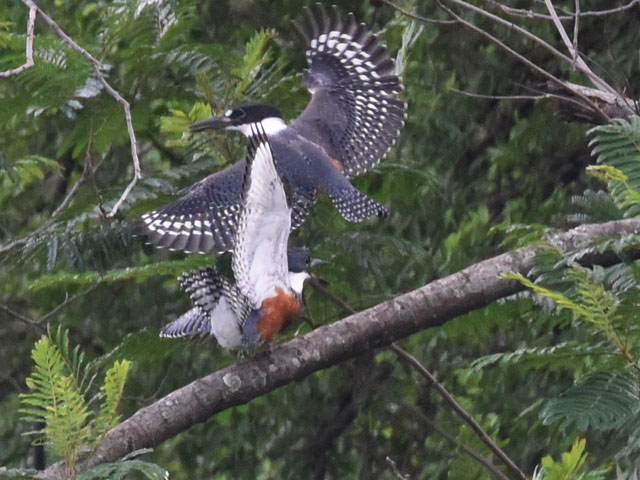 �N�r�����}�Z�~ (Megaceryle torquata)