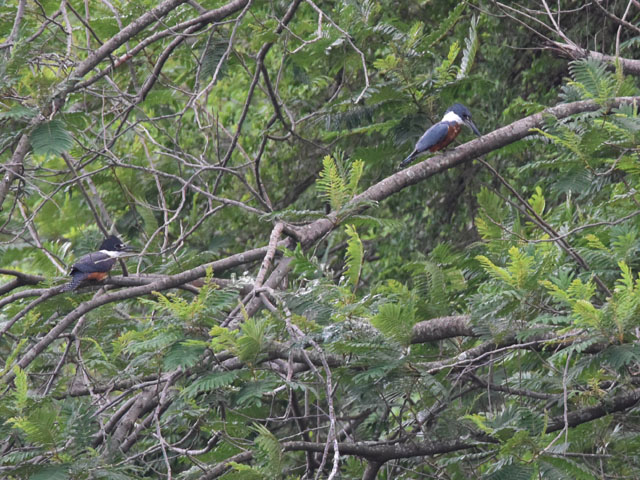 �N�r�����}�Z�~ (Megaceryle torquata)